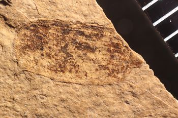 Media type: image;   Entomology PALE-1848